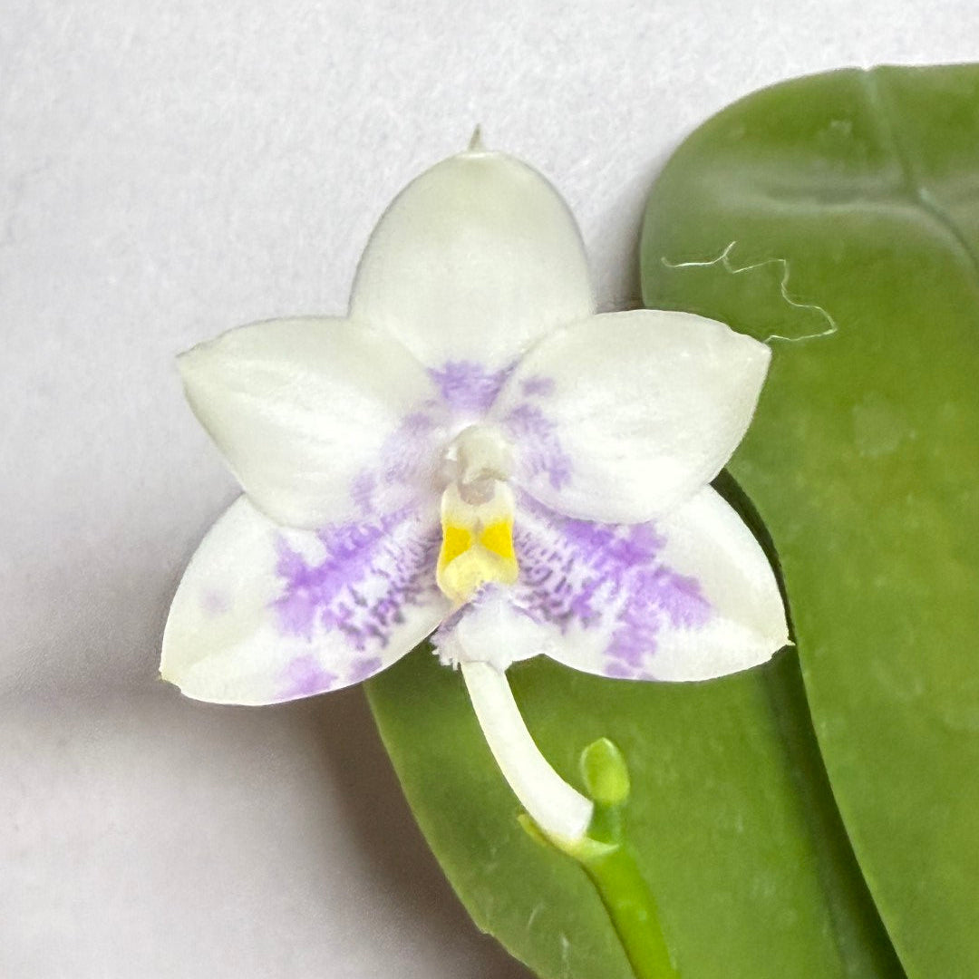 Phalaenopsis LL Blue Wave 'YCM-153'