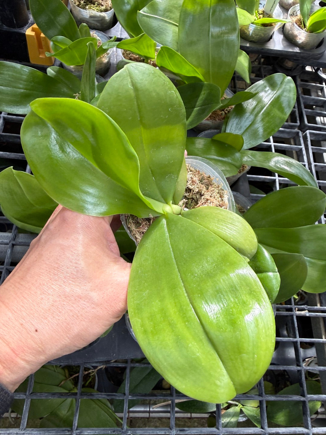 Phalaenopsis LL Blue Wave 'YCM-153'