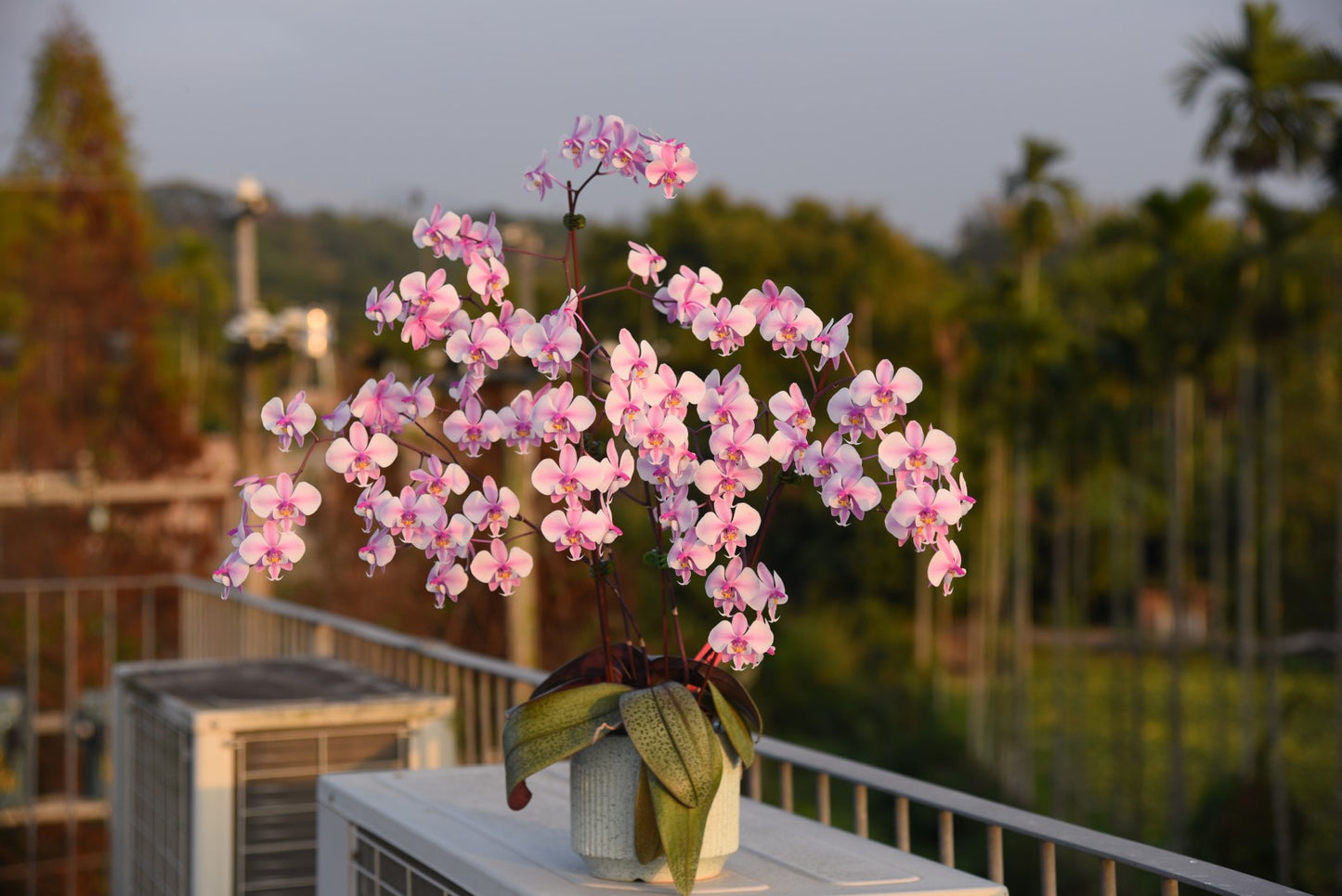 Phalaenopsis schilleriana 'YL101'