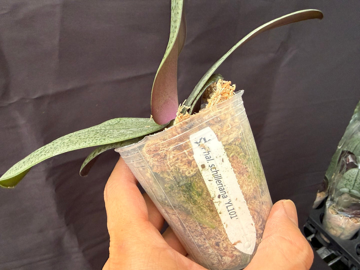 YL-101 Phalaenopsis schilleriana 'YL101'