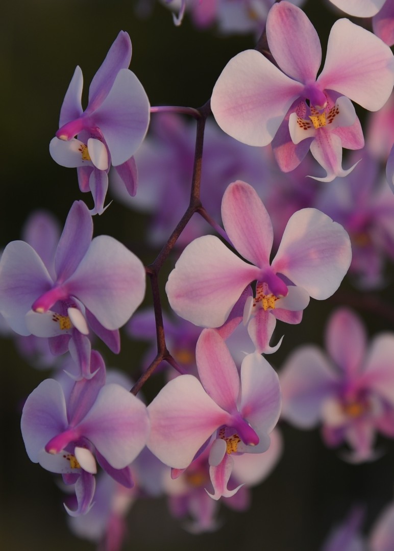 Phalaenopsis schilleriana 'YL101'