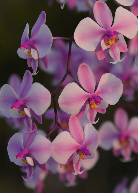 YL-101 Phalaenopsis schilleriana 'YL101'