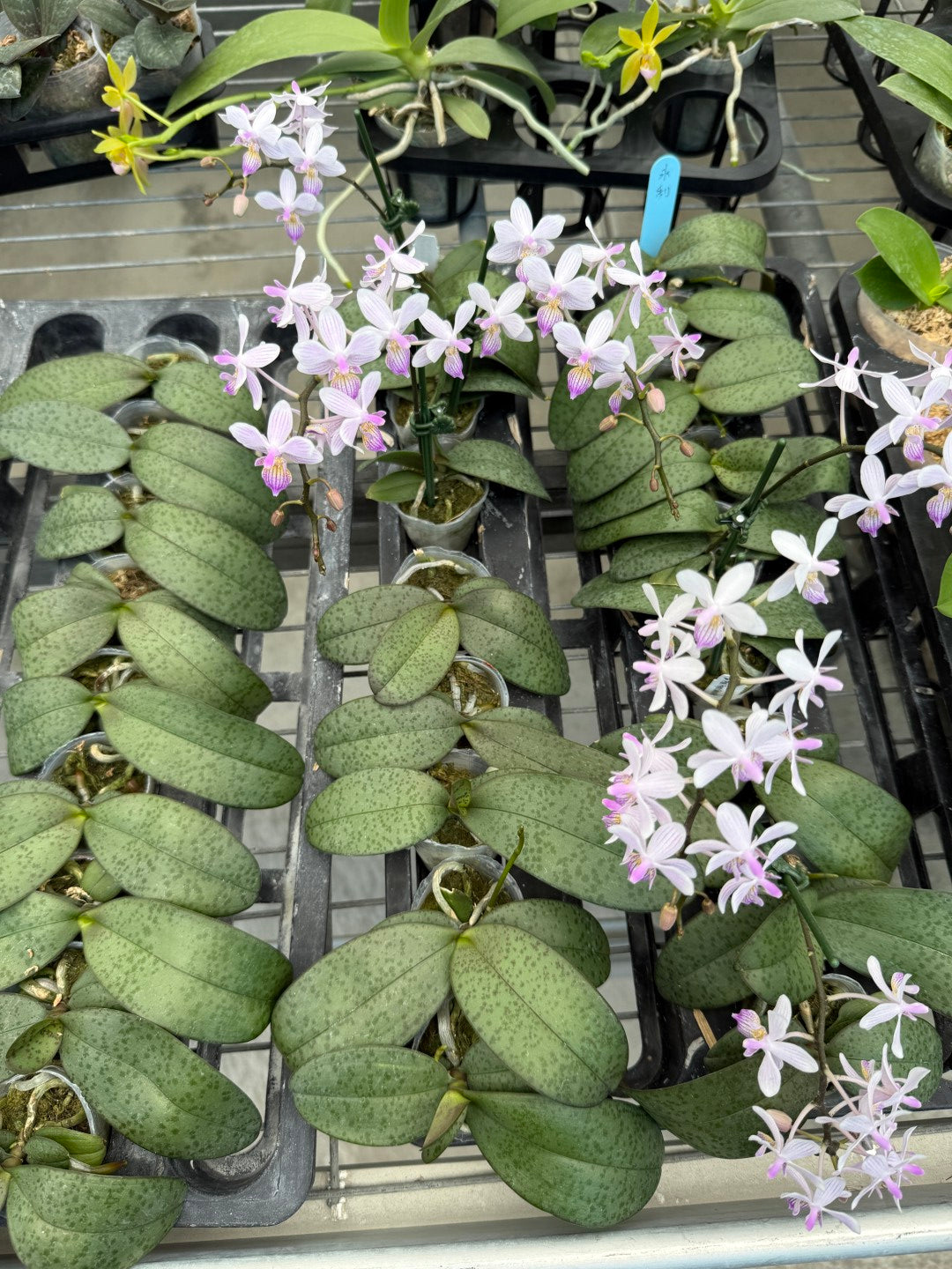 Phalaenopsis Freya's Sakura Rain 'YL110'