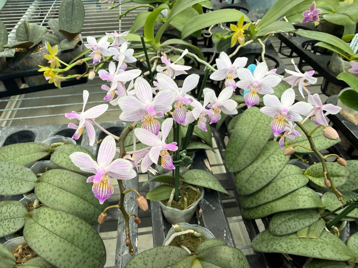 Phalaenopsis Freya's Sakura Rain 'YL110'