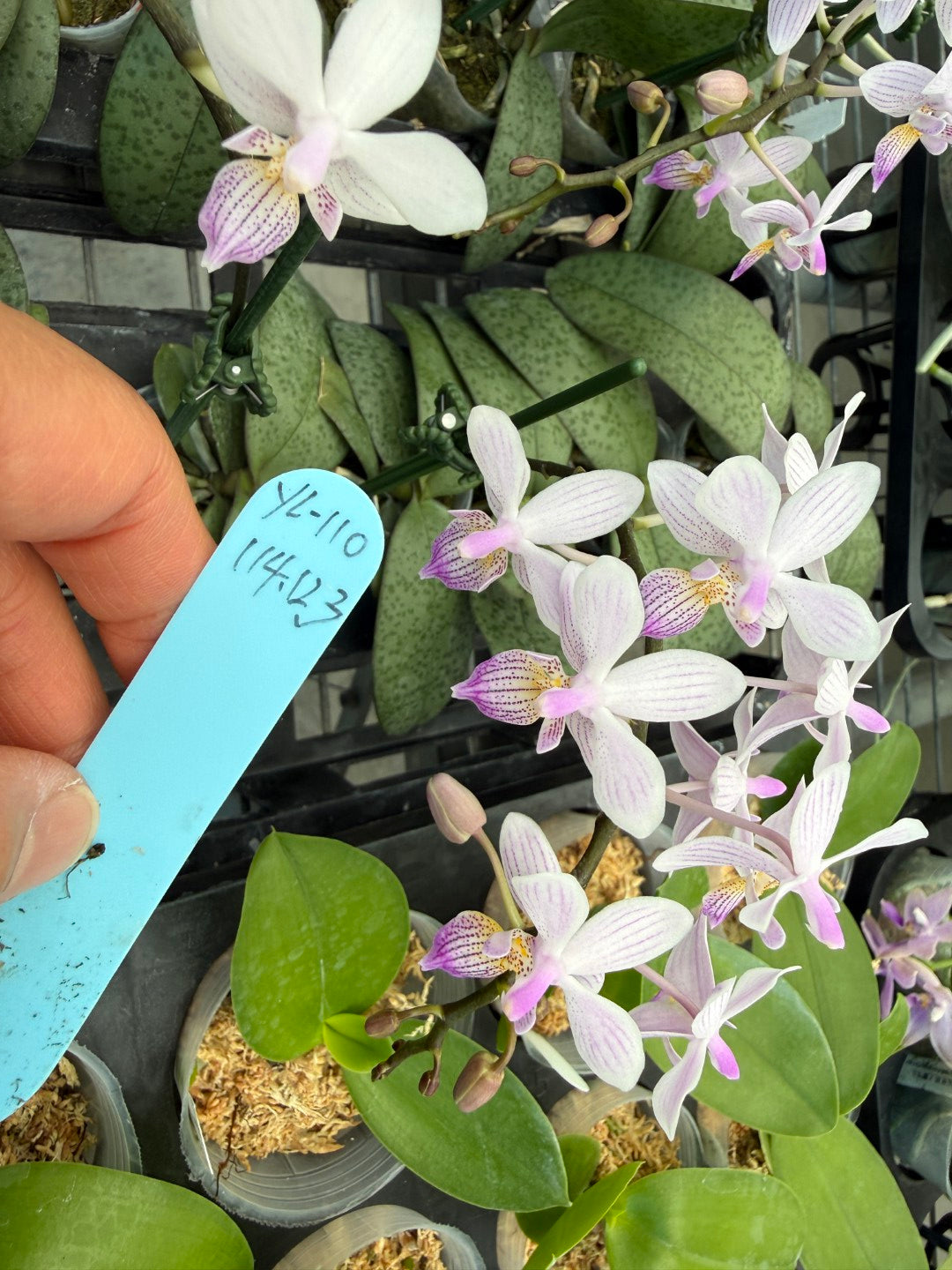 Phalaenopsis Freya's Sakura Rain 'YL110'