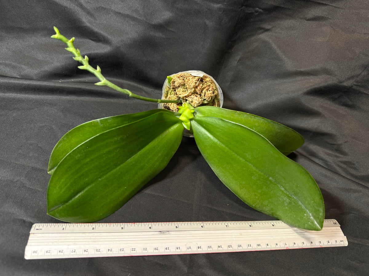 YL-129 Phalaenopsis Yongli Red Agate 'YL129' 261029 2 new spike