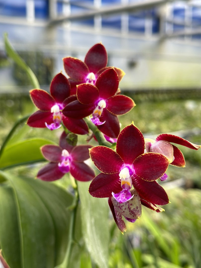 Phalaenopsis Yongli Red Agate 'YL-129'