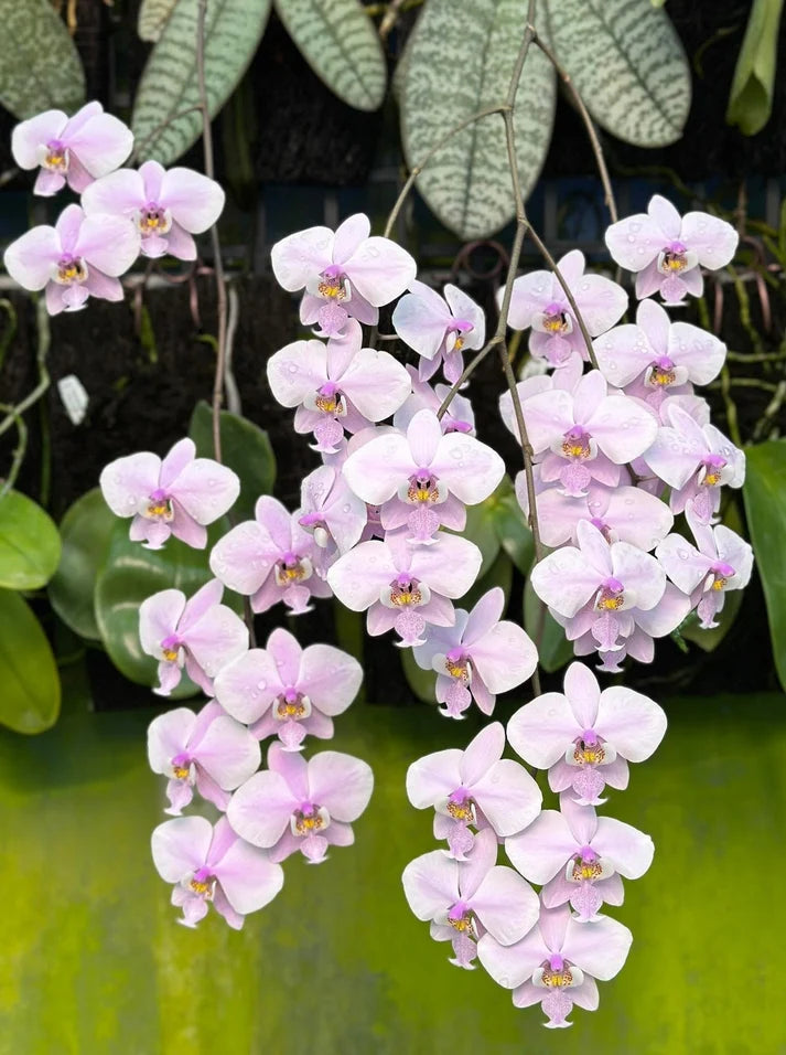 Phalaenopsis schilleriana 'YL275'