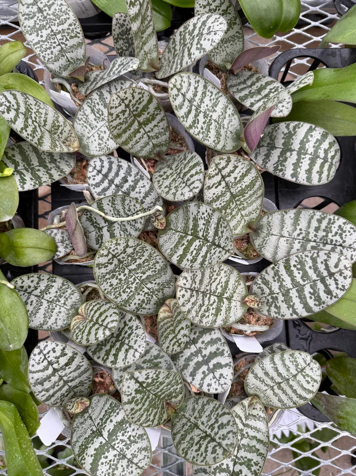 Phalaenopsis schilleriana 'YL275'