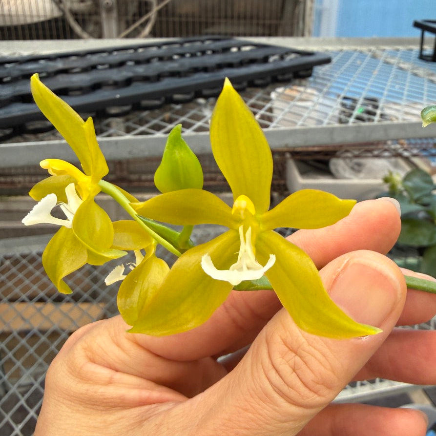 Phalaenopsis pantherina var alba 'YL'