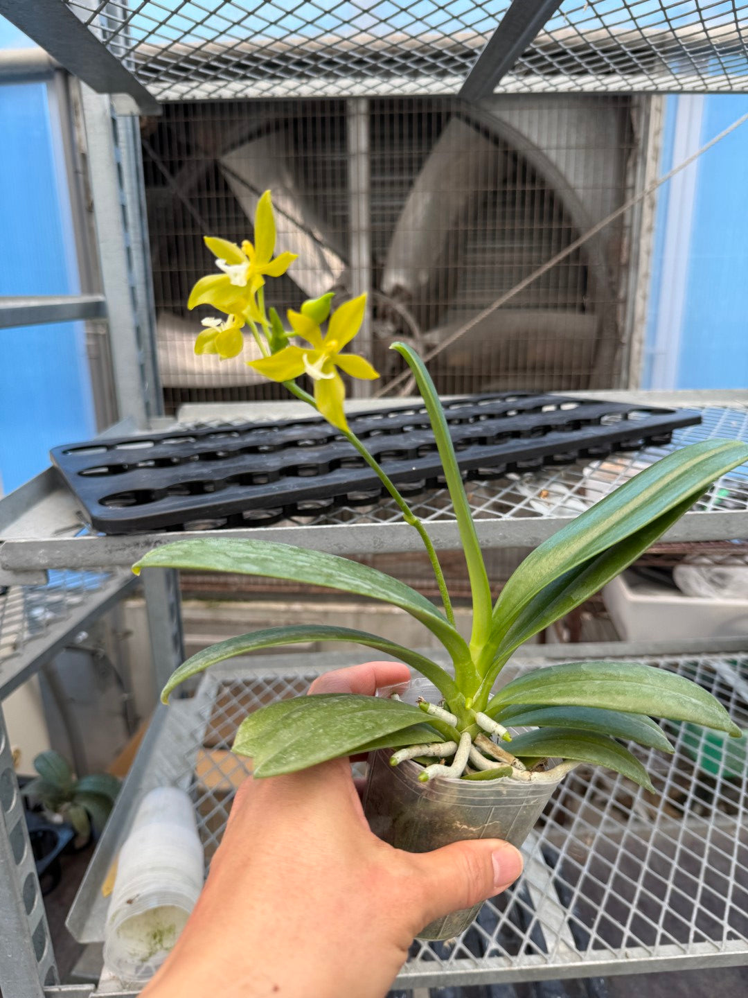 Phalaenopsis pantherina var alba 'YL'