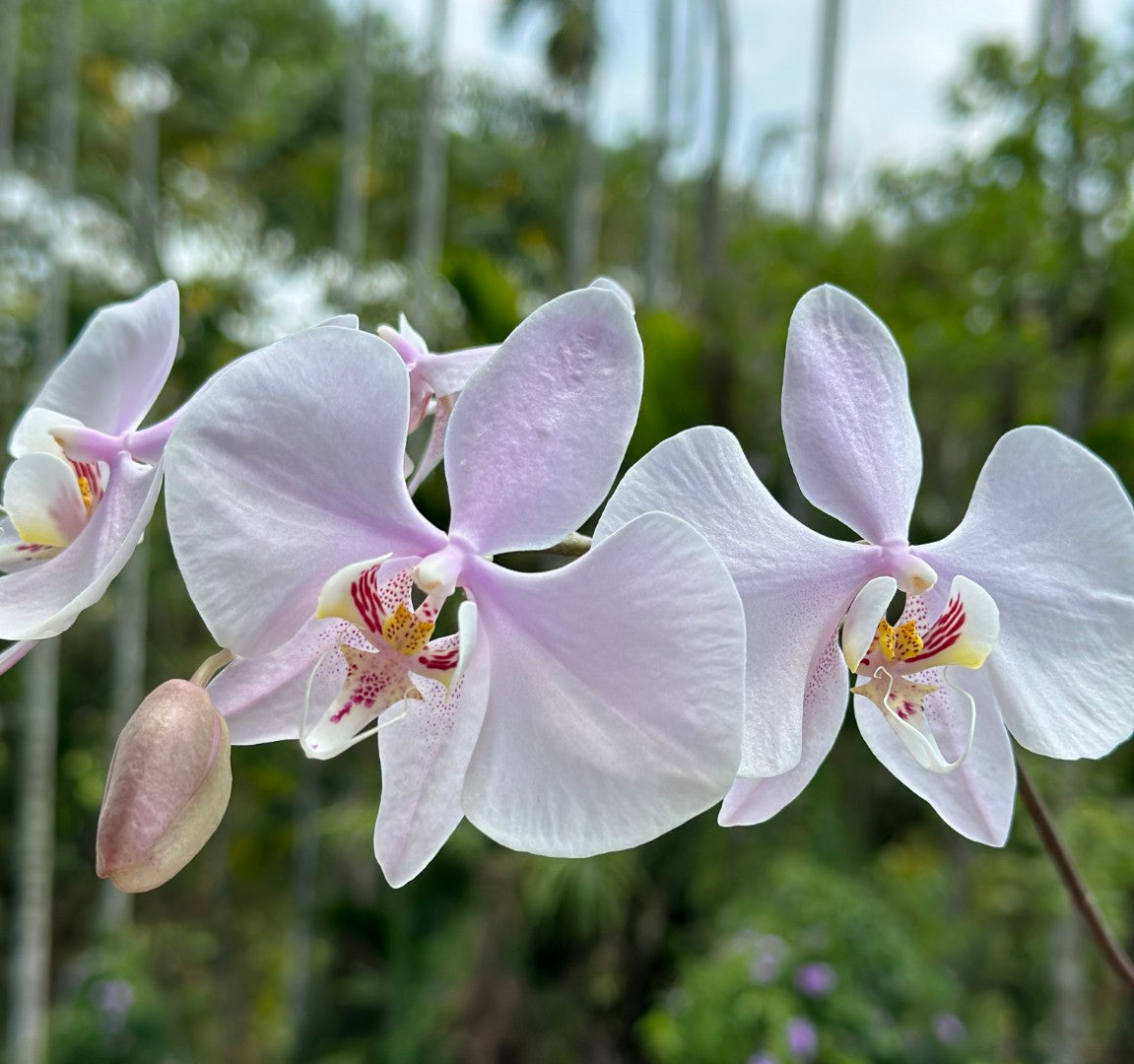 Phalaenopsis amabilis (Surabaya) 'YL-60'