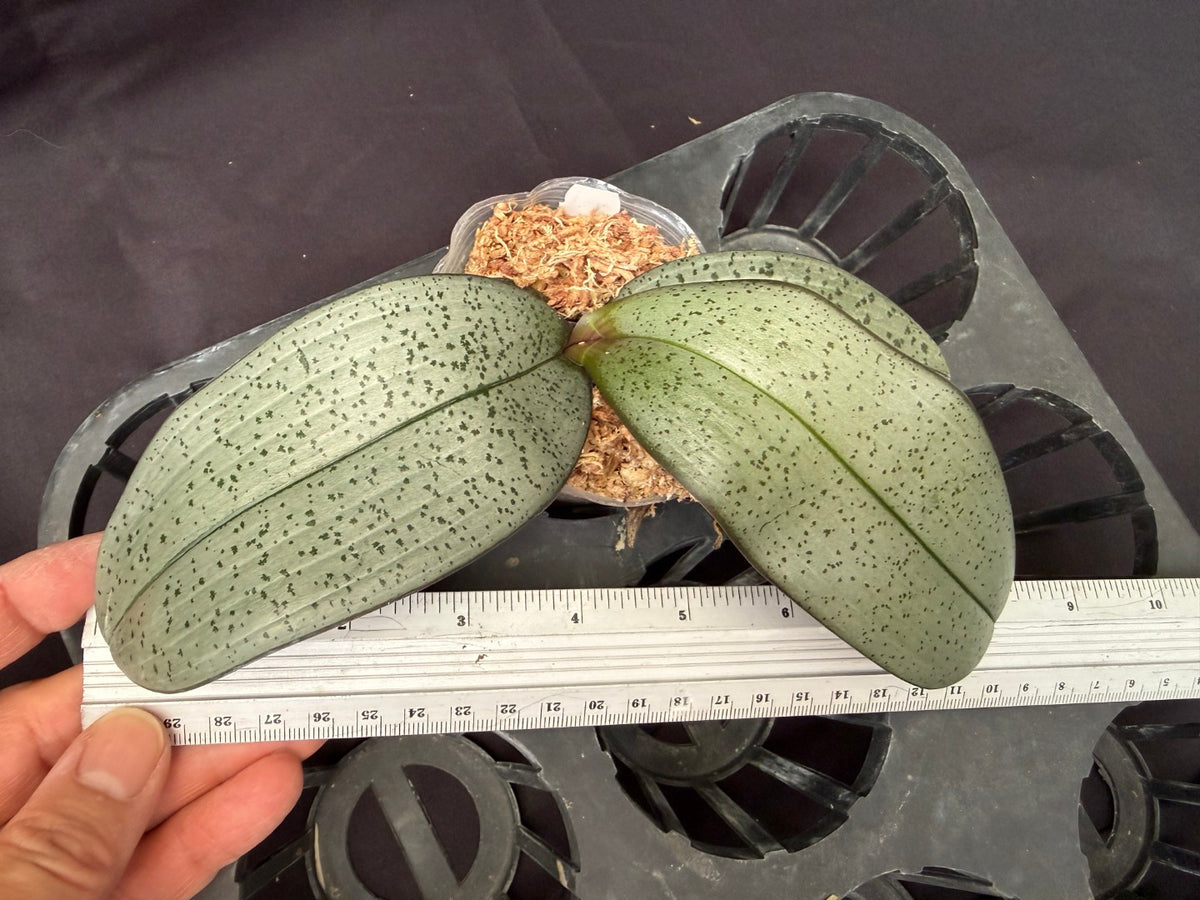 YL-61 Phalaenopsis schilleriana 'YL61'