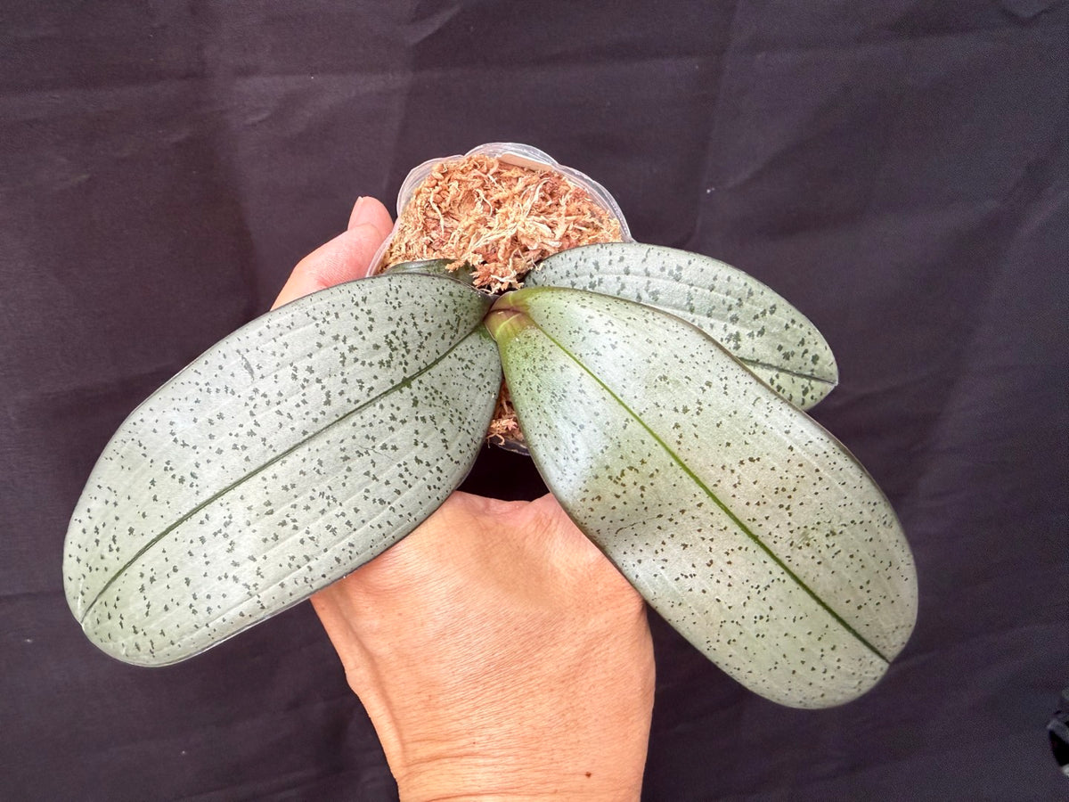 YL-61 Phalaenopsis schilleriana 'YL61'