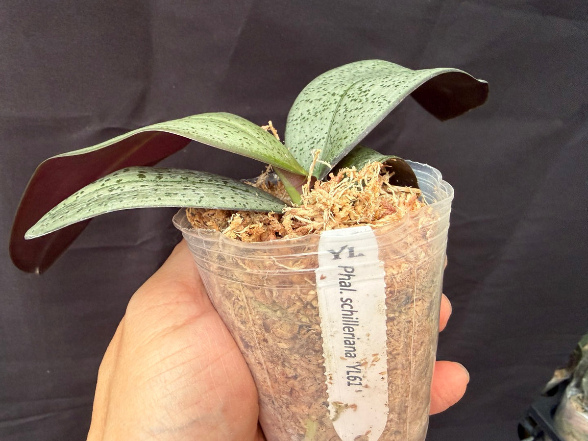 YL-61 Phalaenopsis schilleriana 'YL61'