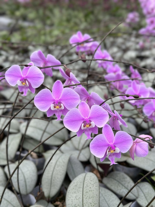 YL-61 Phalaenopsis schilleriana 'YL61'