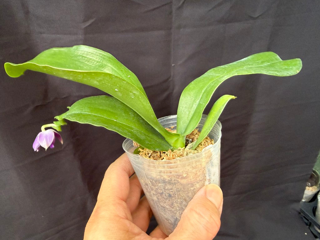 YL-64 Phalaenopsis Luedde-violacea 'YL64' AM/AOS