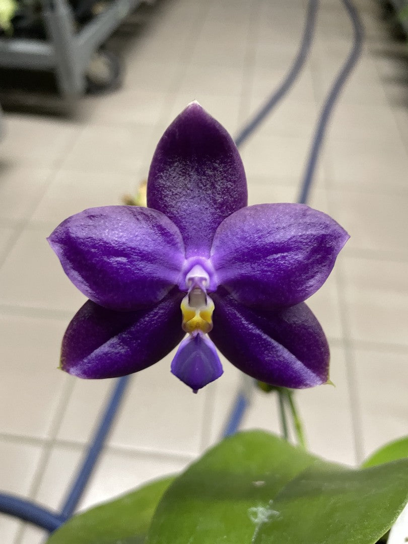 Phalaenopsis Luedde-violacea 'YL64' AM/AOS