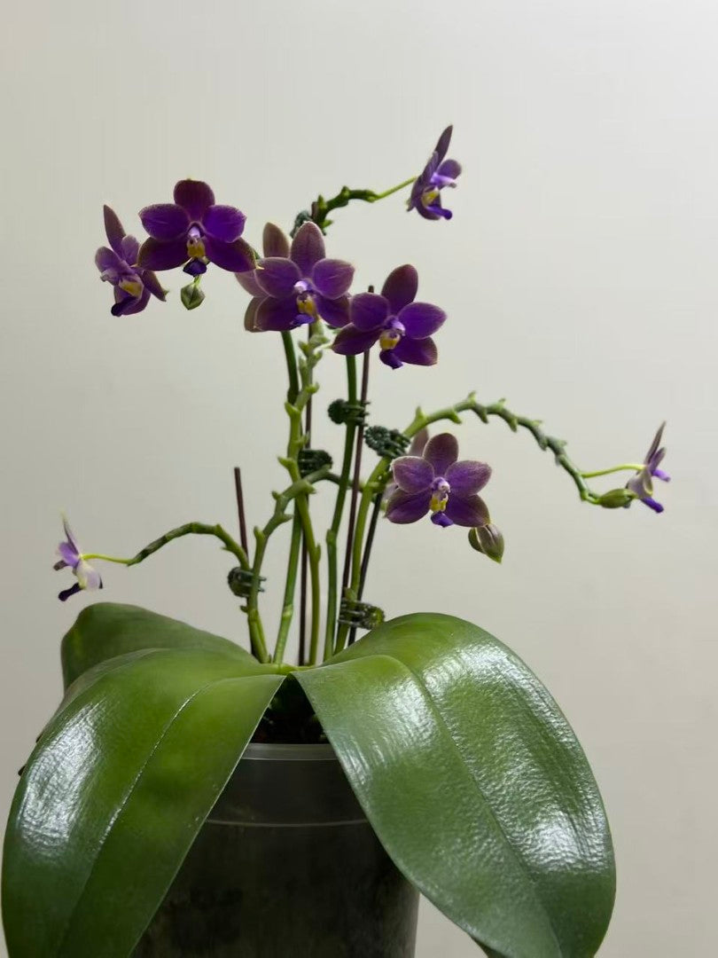 Phalaenopsis Luedde-violacea 'YL64' AM/AOS