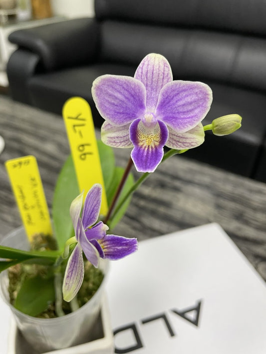 YL-66 Phalaenopsis Lioulin Blue Grape 'YL66'