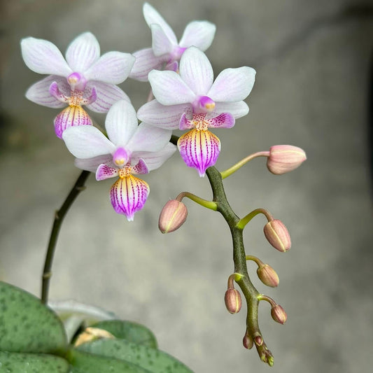 A close-up of a Phalaenopsis orchid flower with pale pink and white petals, vibrant purple and yellow centers, green leaves, and several pink buds on a stem against a soft gray background.