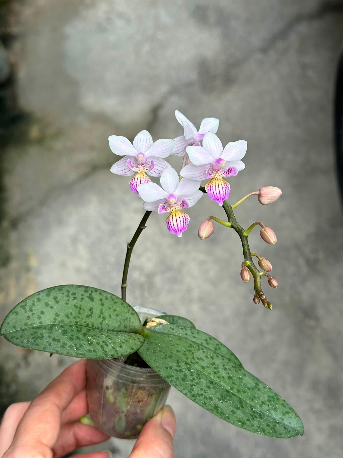 YL-110 Phalaenopsis Freya's Sakura Rain 'YL110'