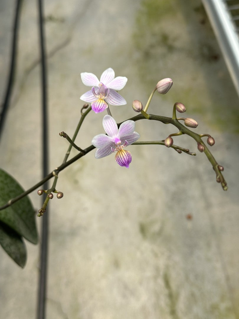 Phalaenopsis Freya's Sakura Rain 'YL110'