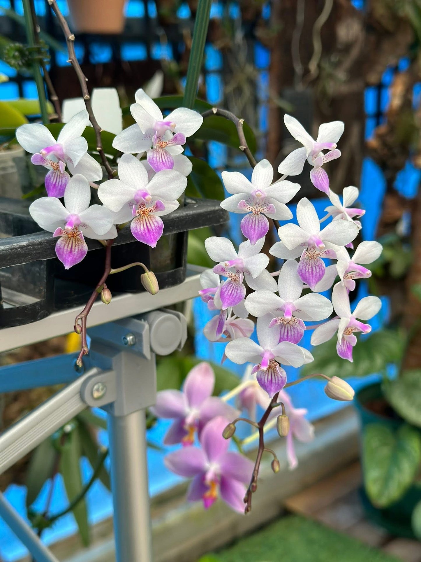 Phalaenopsis Freya's Sakura Rain 'YL113' - Clone
