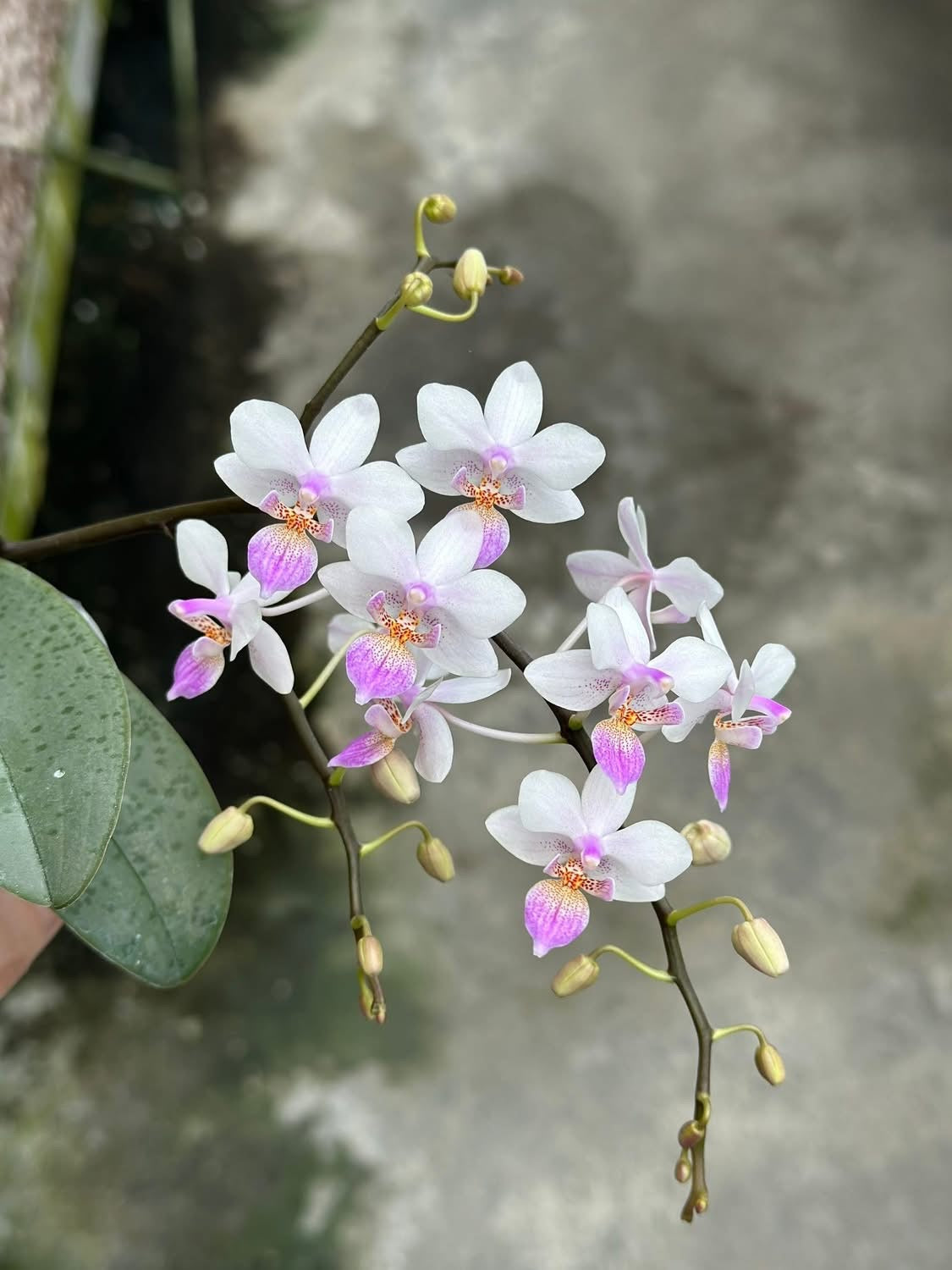 Phalaenopsis Freya's Sakura Rain 'YL113' - Clone