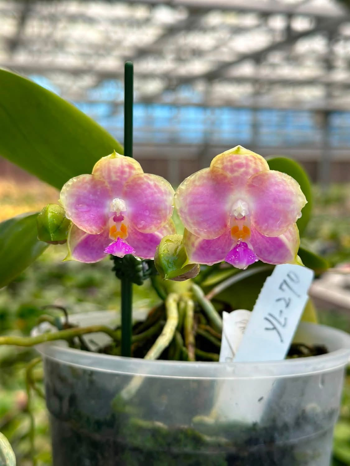 YL-270 Phalaenopsis Lyndon Coral Jade 'YL270'
