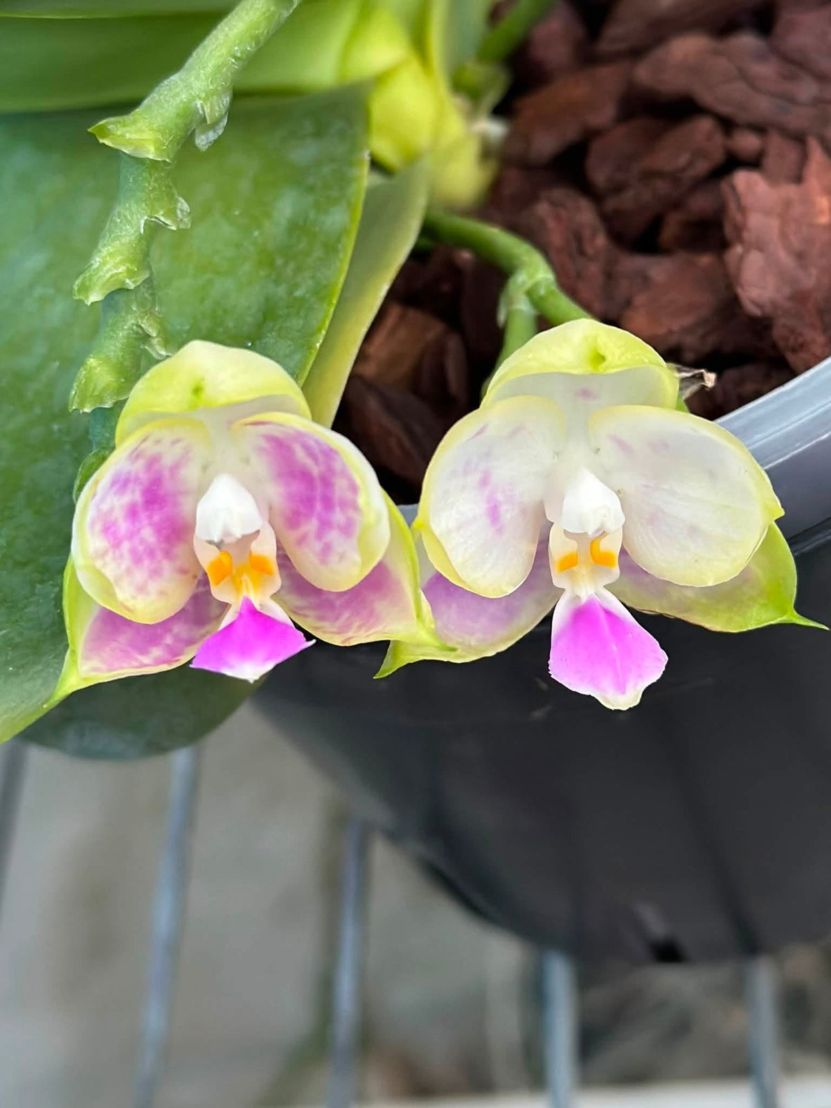 YL-270 Phalaenopsis Lyndon Coral Jade 'YL270'