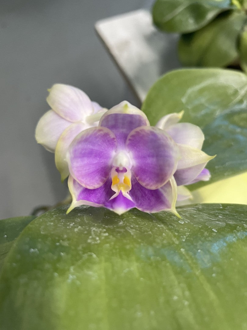 Phalaenopsis Lyndon Coral Jade 'YL-270'