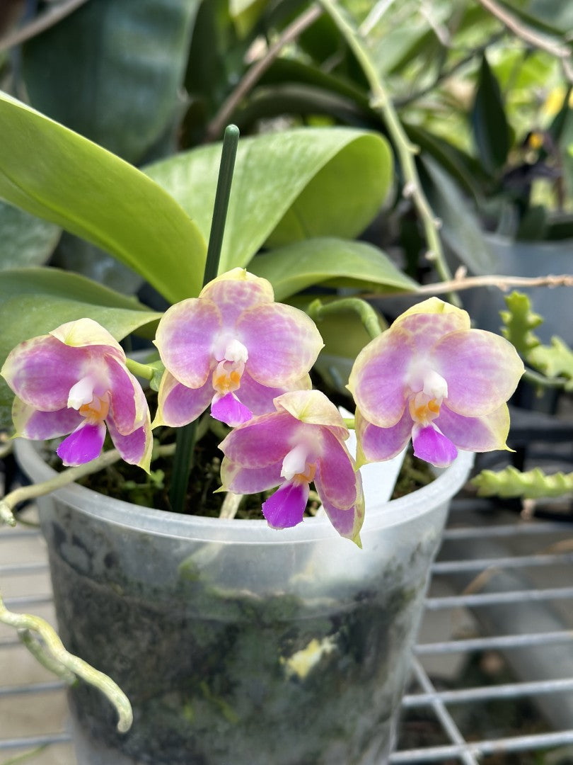 Phalaenopsis Lyndon Coral Jade 'YL-270'