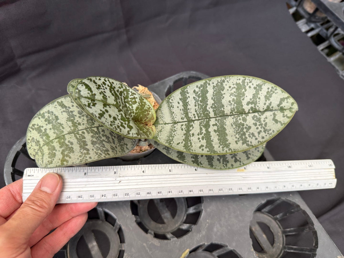 YL-275 Phalaenopsis schilleriana 'YL275'