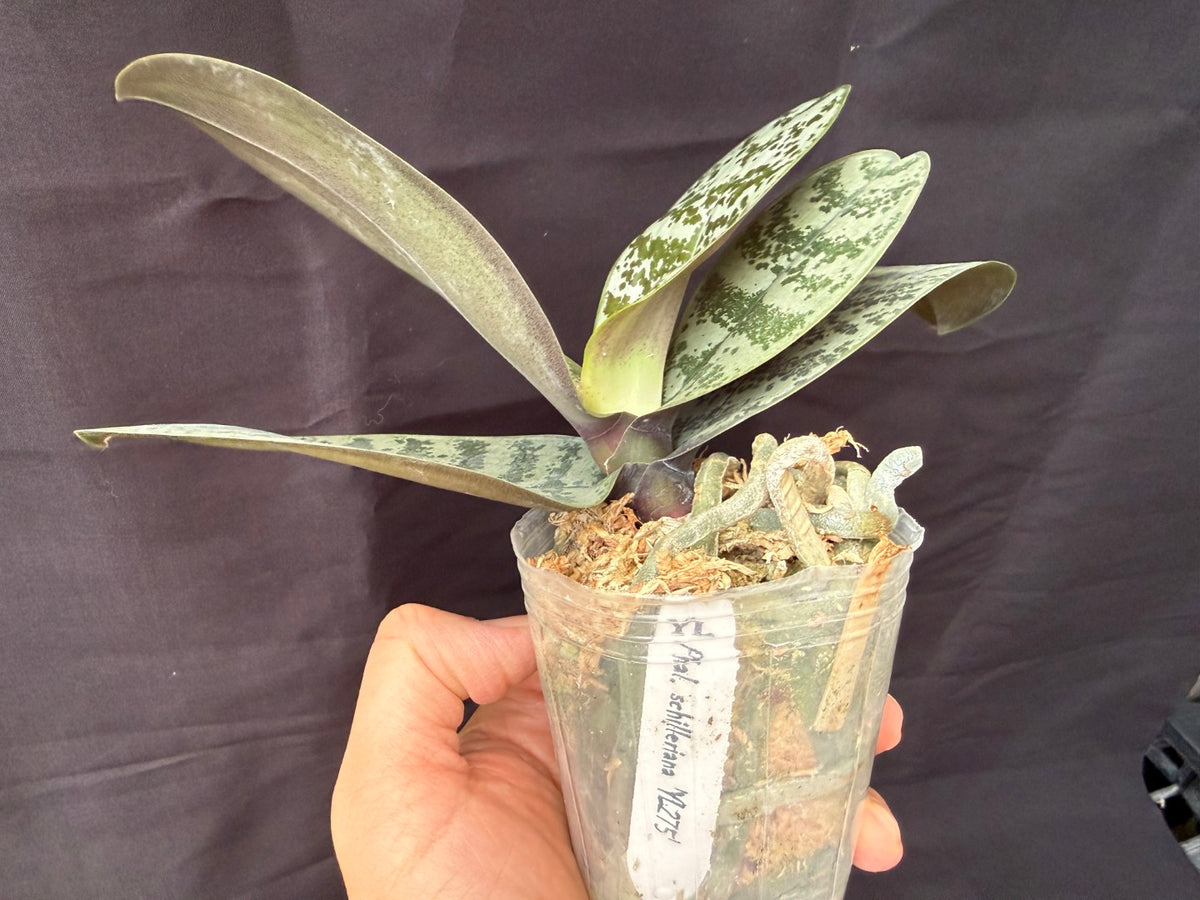 YL-275 Phalaenopsis schilleriana 'YL275'