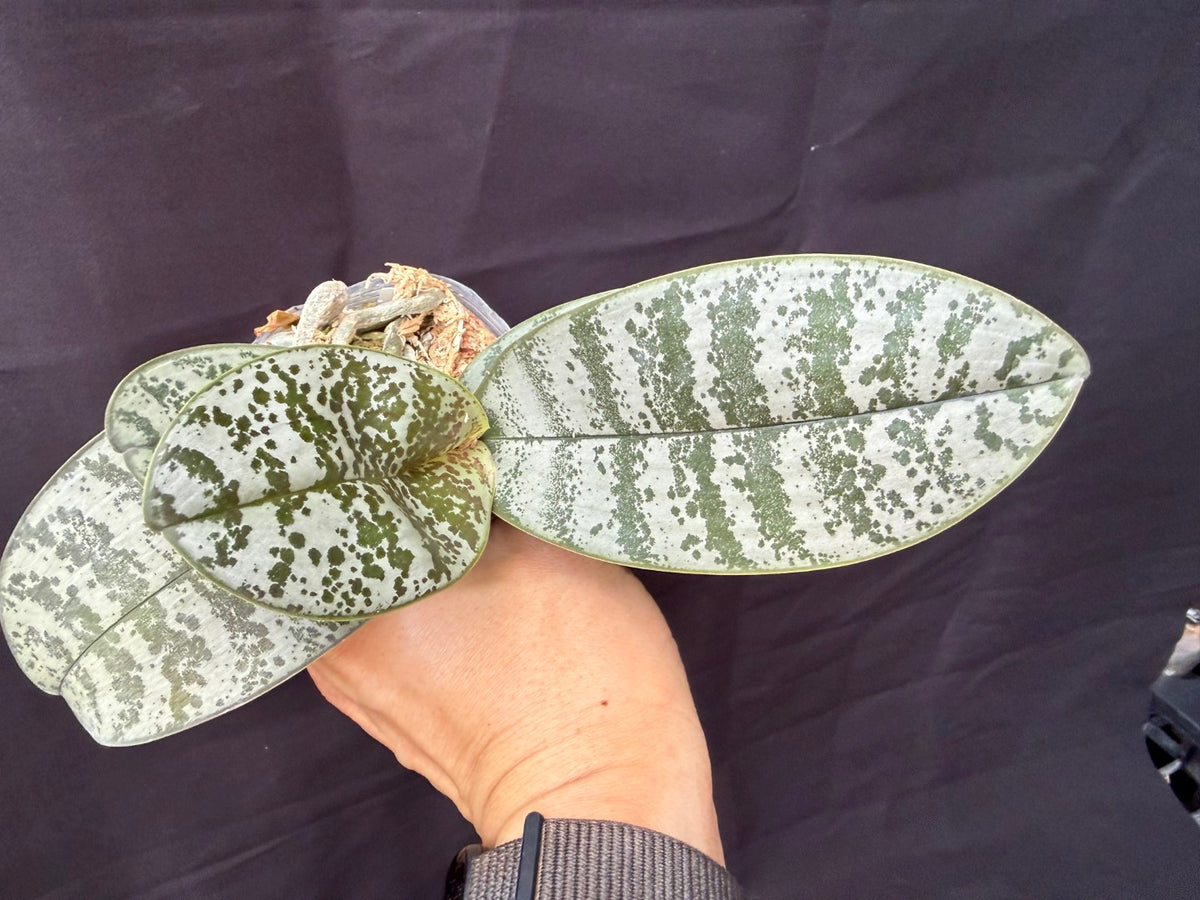 YL-275 Phalaenopsis schilleriana 'YL275'