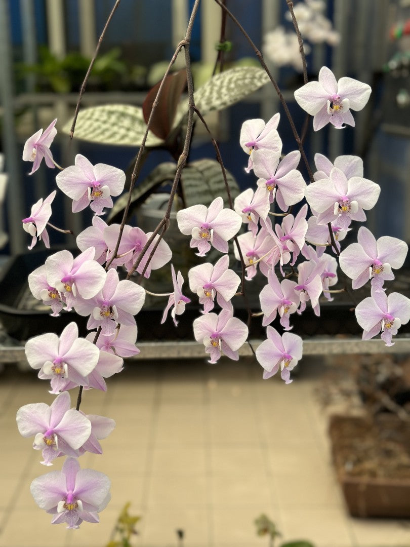 Phalaenopsis schilleriana 'YL275'
