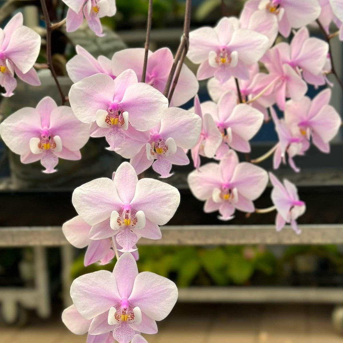 A close-up of a Phalaenopsis orchid branch with pale pink to white flowers, shown hanging in front of a softly blurred indoor plant display.
