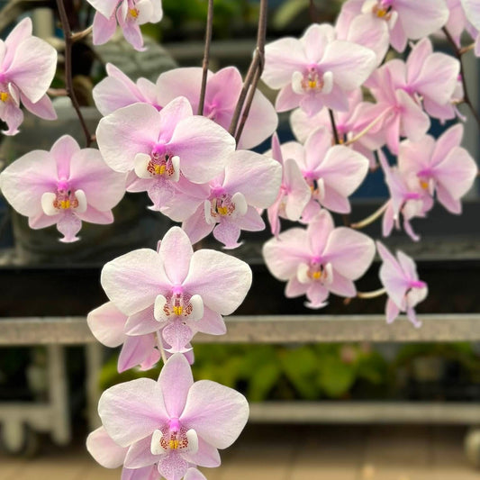 A close-up of a Phalaenopsis orchid branch with pale pink to white flowers, shown hanging in front of a softly blurred indoor plant display.