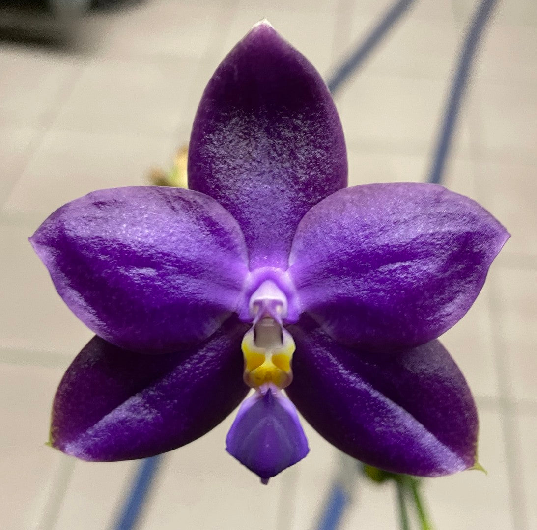 Phalaenopsis Luedde-violacea 'YL64' AM/AOS
