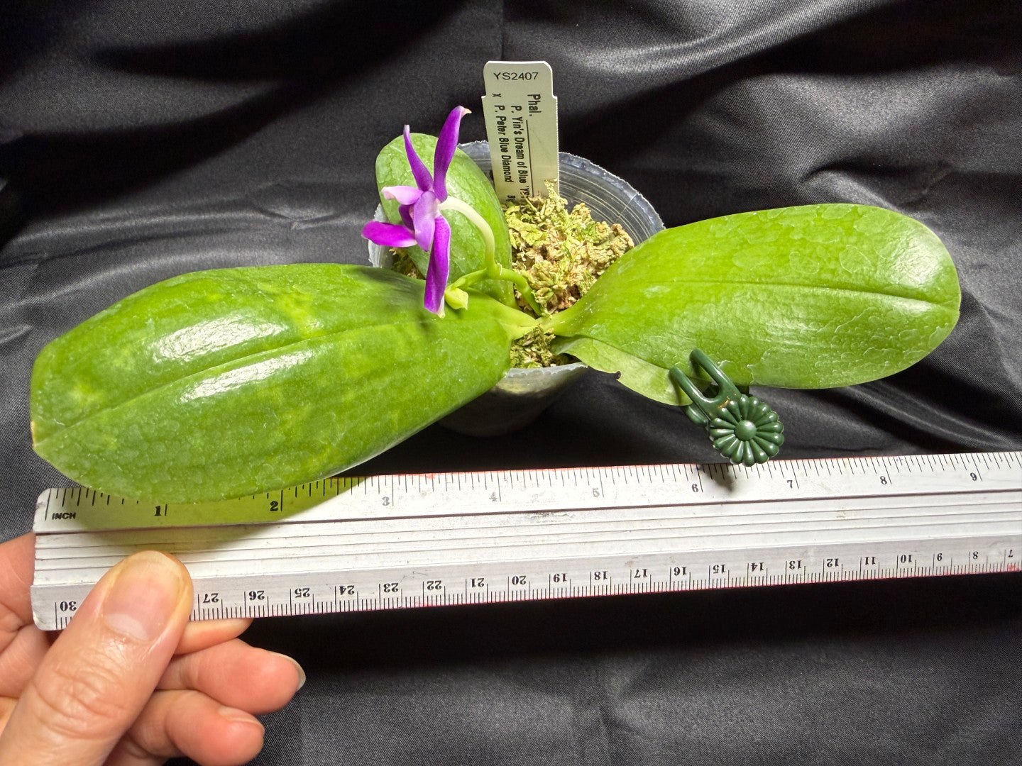 YS2407 Phalaenopsis (Yin's Dream of Blue x Peter Blue Diamond) 260703 Seed Grown
