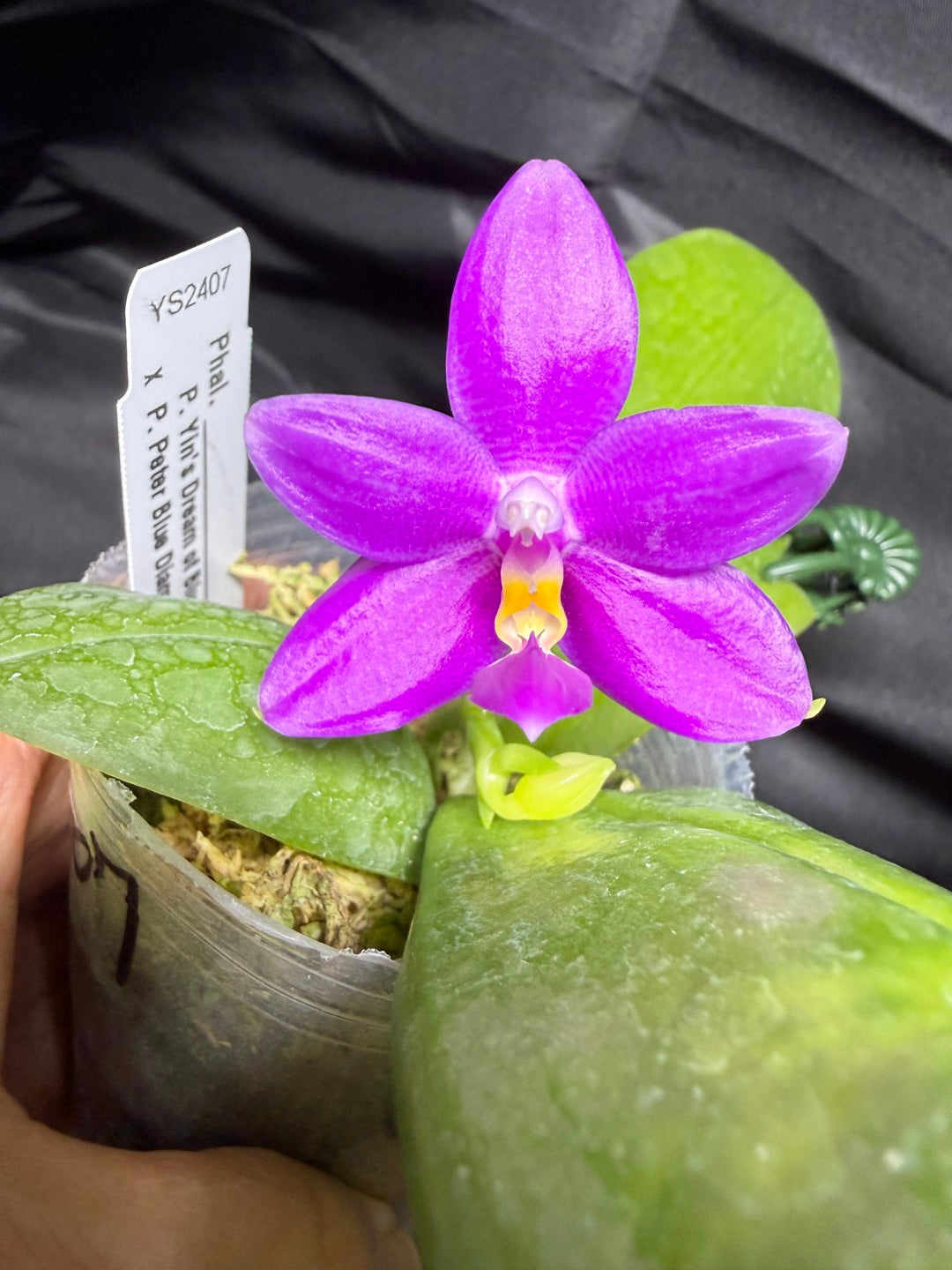 YS2407 Phalaenopsis (Yin's Dream of Blue x Peter Blue Diamond) 260703 Seed Grown