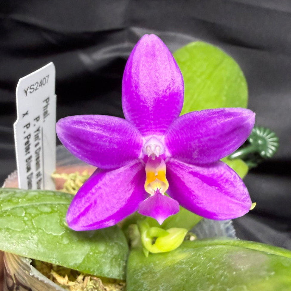 YS2407 Phalaenopsis (Yin's Dream of Blue x Peter Blue Diamond) 260703 Seed Grown