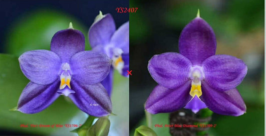 YS2407 Phalaenopsis (Yin's Dream of Blue x Peter Blue Diamond) Seed Grown