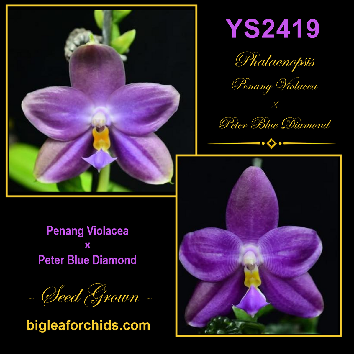 YS2419 Phalaenopsis (Penang Violacea x Peter Blue Diamond) Seed Grown