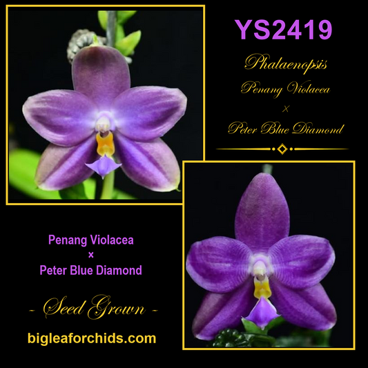 YS2419 Phalaenopsis (Penang Violacea x Peter Blue Diamond) Seed Grown