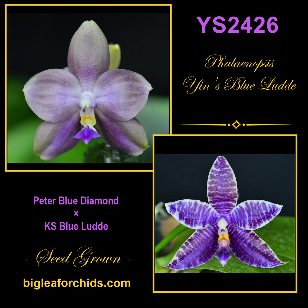 YS2426 Phalaenopsis Yin's Blue Ludde - Seed Grown