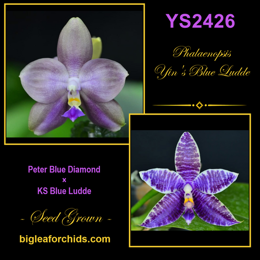 YS2426 Phalaenopsis Yin's Blue Ludde - Seed Grown