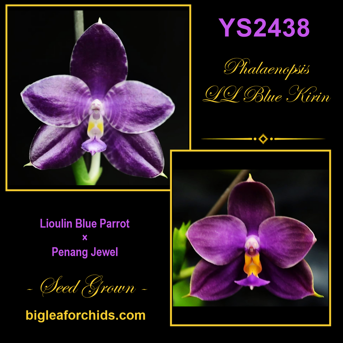 YS2438 Phalaenopsis LL Blue Kirin - Seed Grown