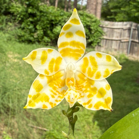 Phalaenopsis amboinensis f. flava x self 260416 Flowering